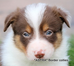 Red Tricolour, Male, Medium to Rough coated, Border collie puppy